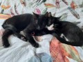 Enzo und Muga (1)